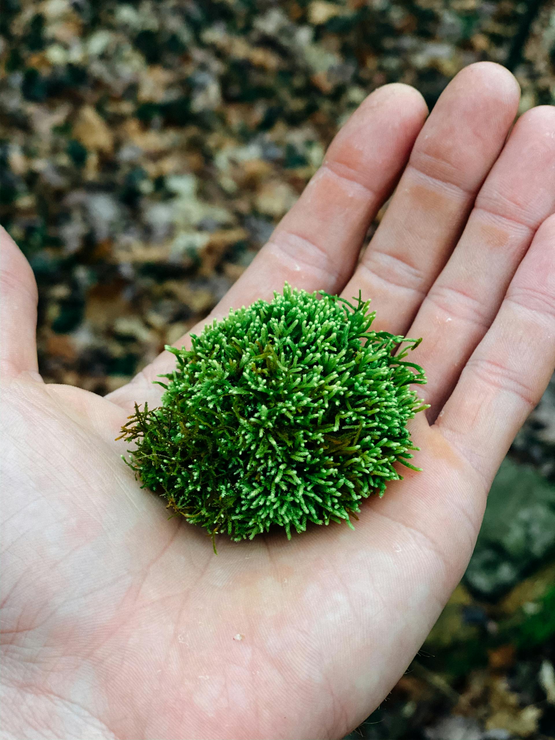 A vibrant ball of green moss held in a human hand, photographed outdoors with a natural background.