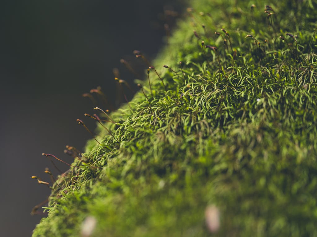 Detailed macro shot of lush green moss with sporophytes, showcasing natural growth and texture.