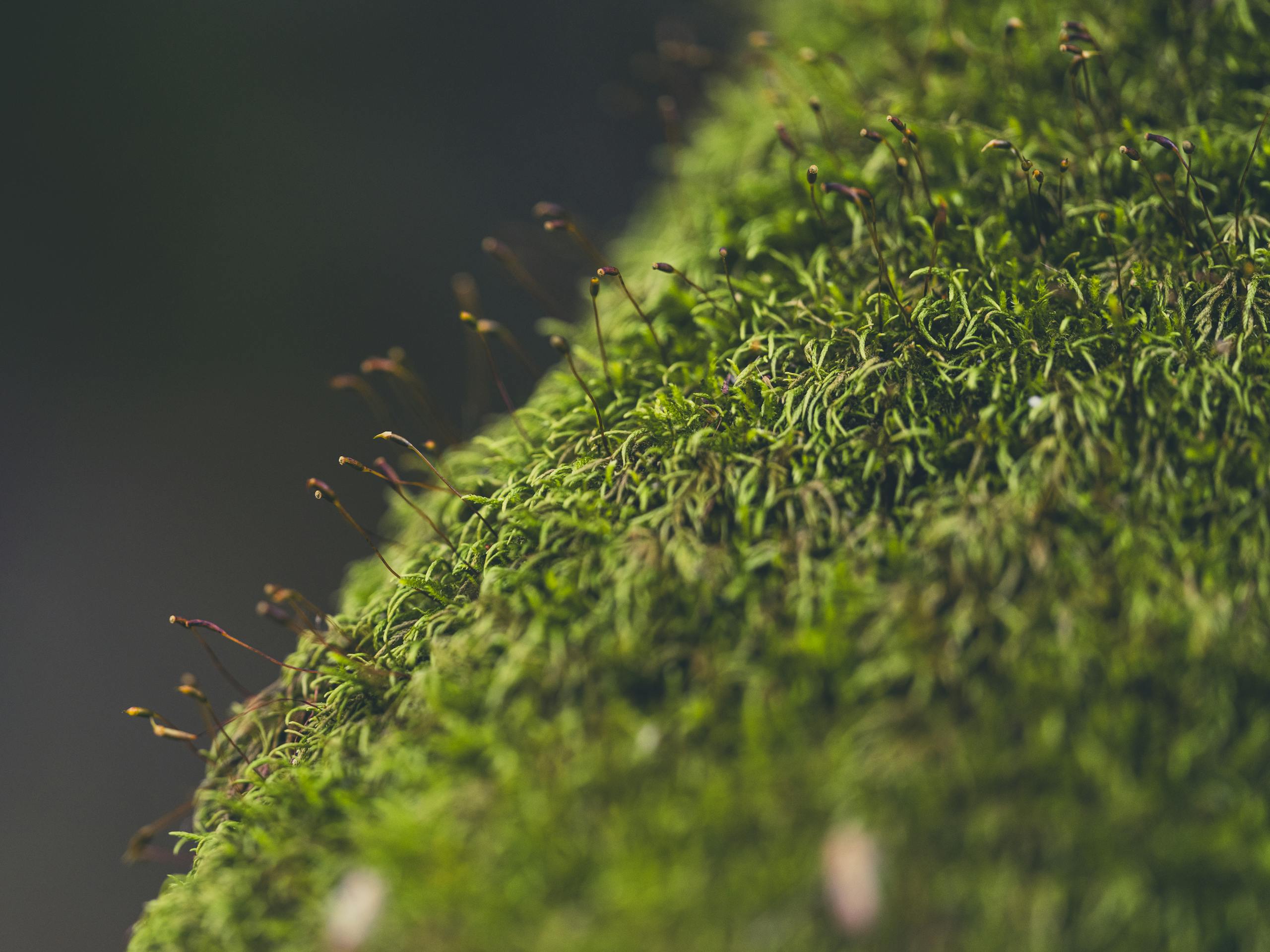 Detailed macro shot of lush green moss with sporophytes, showcasing natural growth and texture.